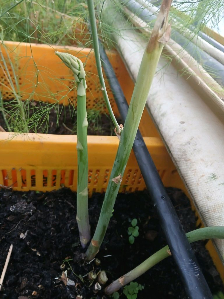 아스파라거스 모종 이미지