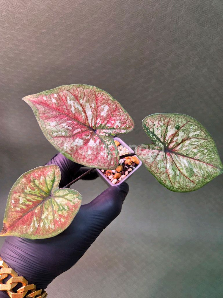 칼라디움 스틸하트--0