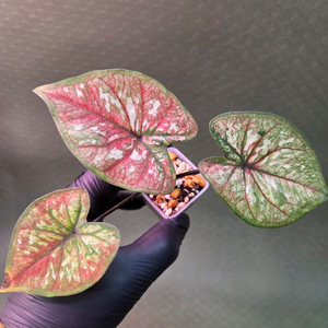 칼라디움 스틸하트