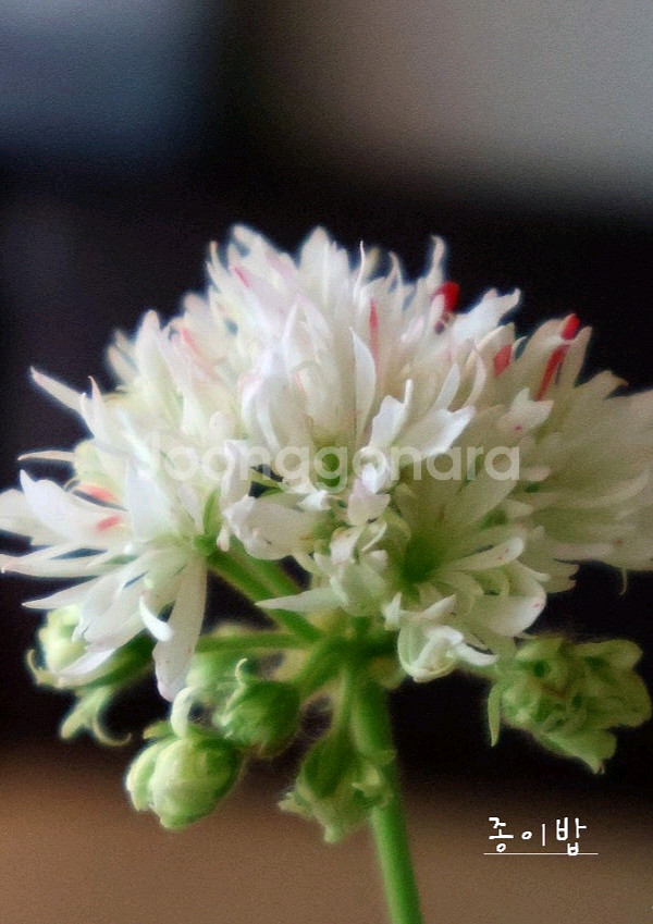 스텔라제라늄 종이밥 뽀롱마미님 변종--0