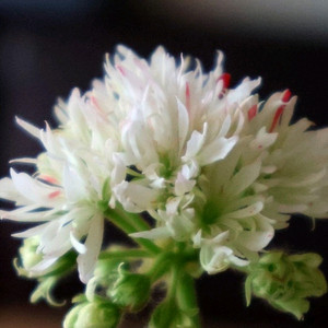 스텔라제라늄 종이밥 뽀롱마미님 변종