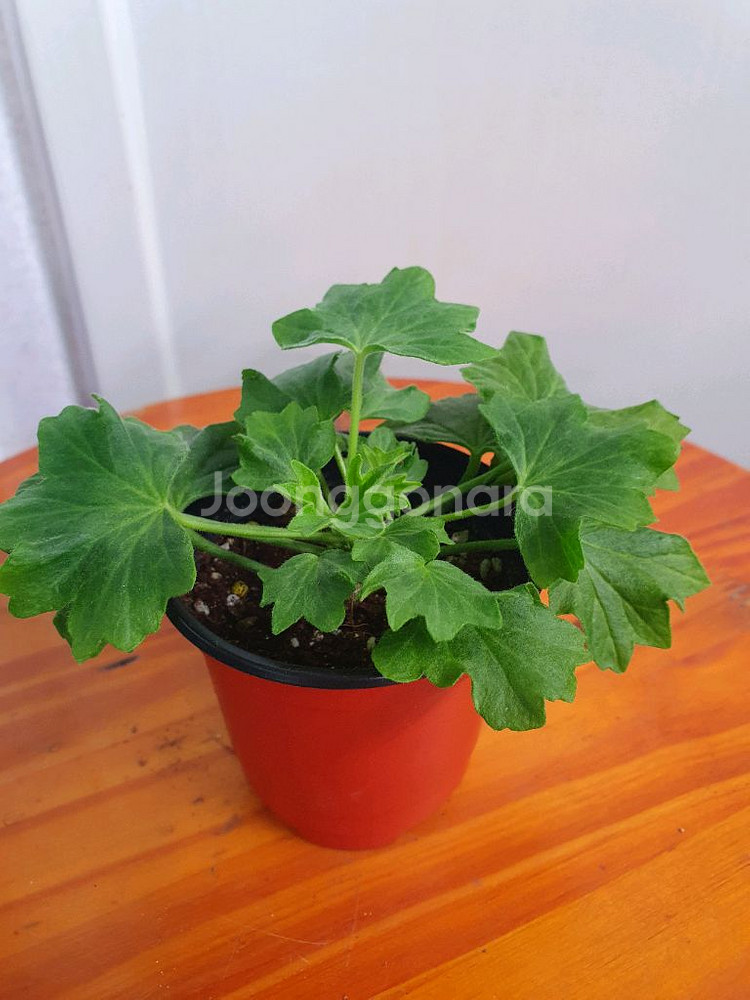 스텔라제라늄 종이밥 뽀롱마미님 변종--1