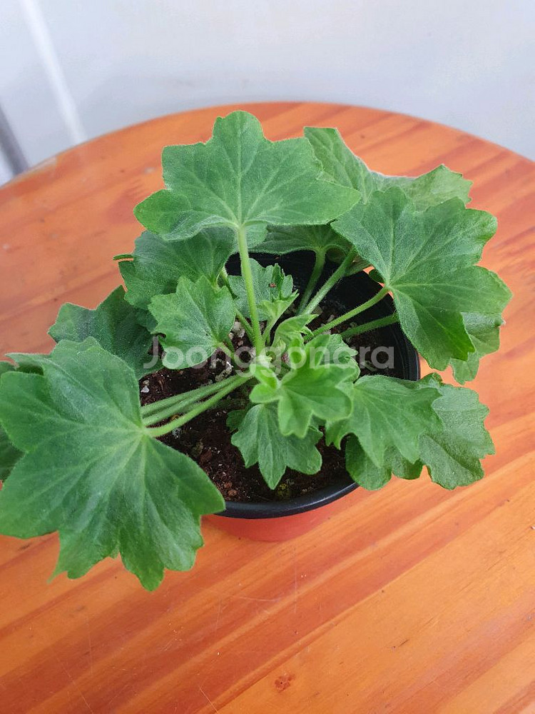 스텔라제라늄 종이밥 뽀롱마미님 변종--2