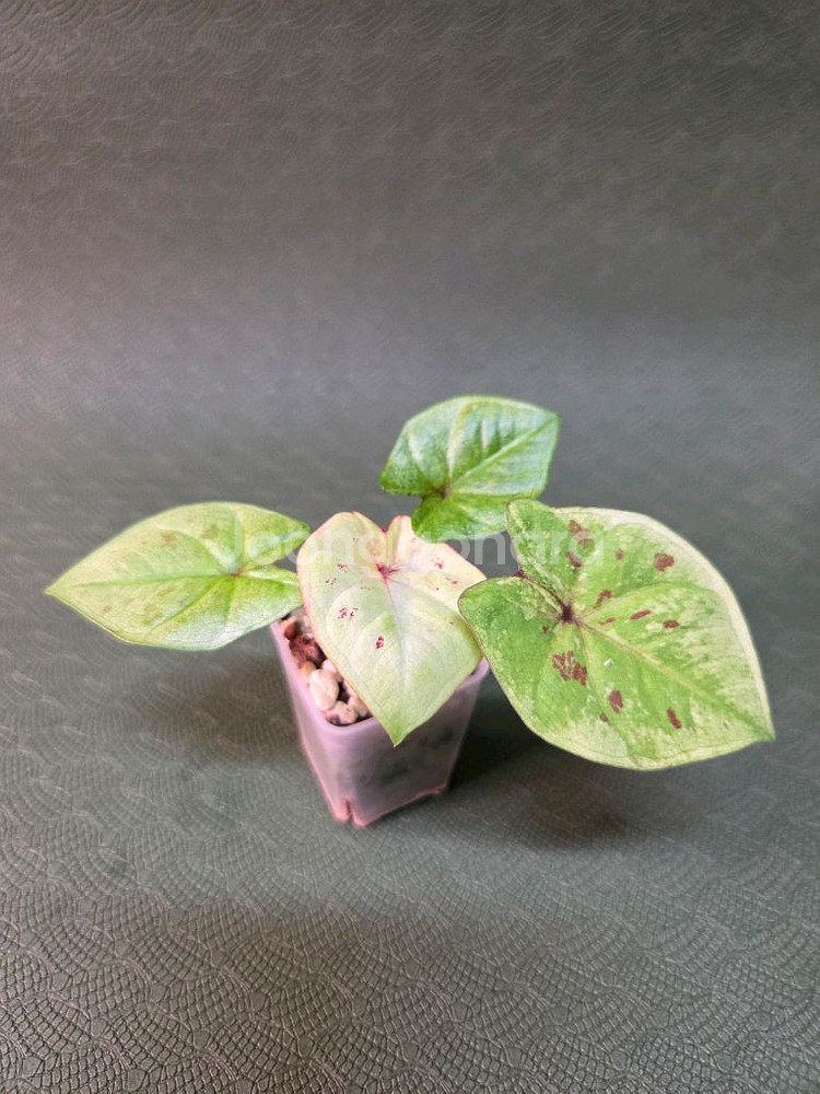 칼라디움 블러디--0