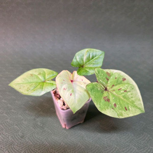 칼라디움 블러디