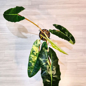 필로덴드론 빌리에티에 바리에가타