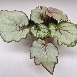 베고니아 다이안