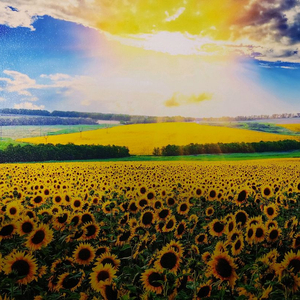 해바라기캔버스액자 인천배달해드림5만