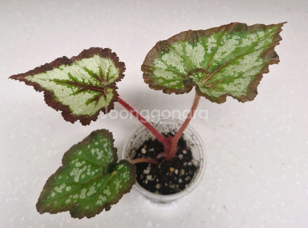 베고니아 차이나컬--0