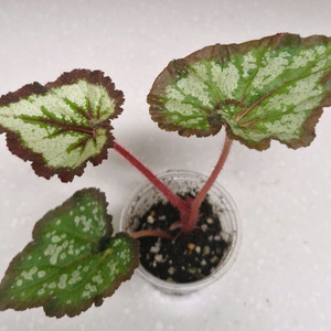 베고니아 차이나컬