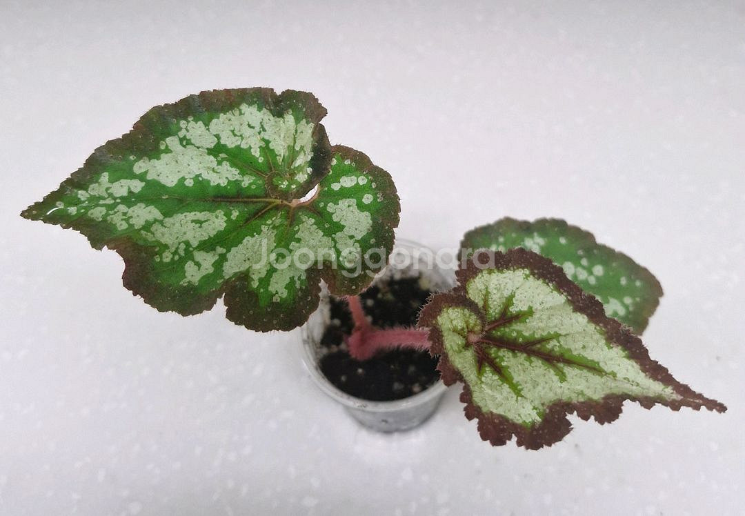 베고니아 차이나컬--1