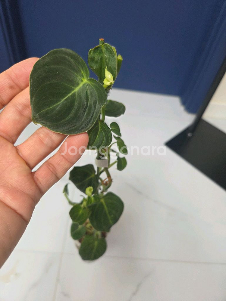 필로덴드론 브렌티아넘--0