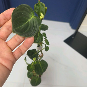 필로덴드론 브렌티아넘