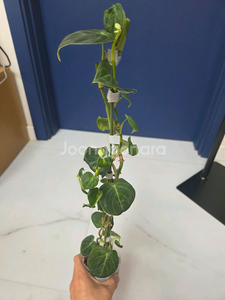 필로덴드론 브렌티아넘--3