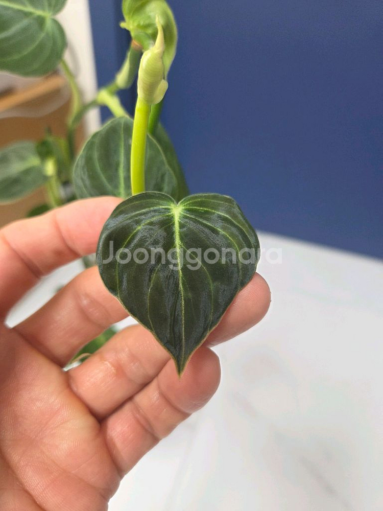 필로덴드론 브렌티아넘--1