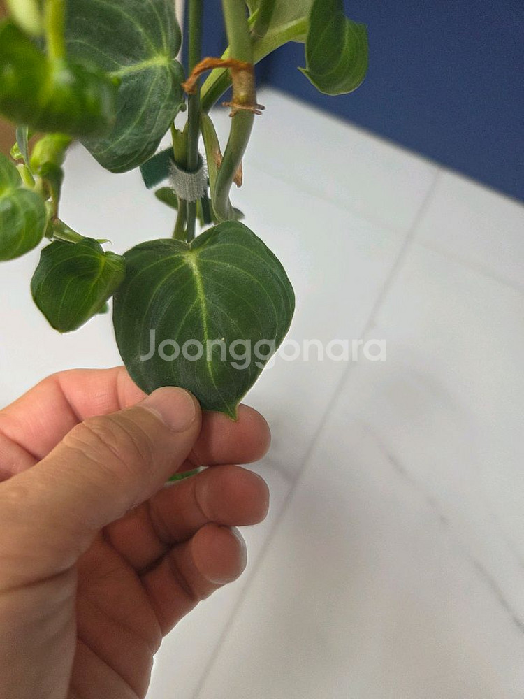 필로덴드론 브렌티아넘--2