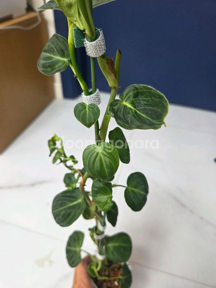 필로덴드론 브렌티아넘--4