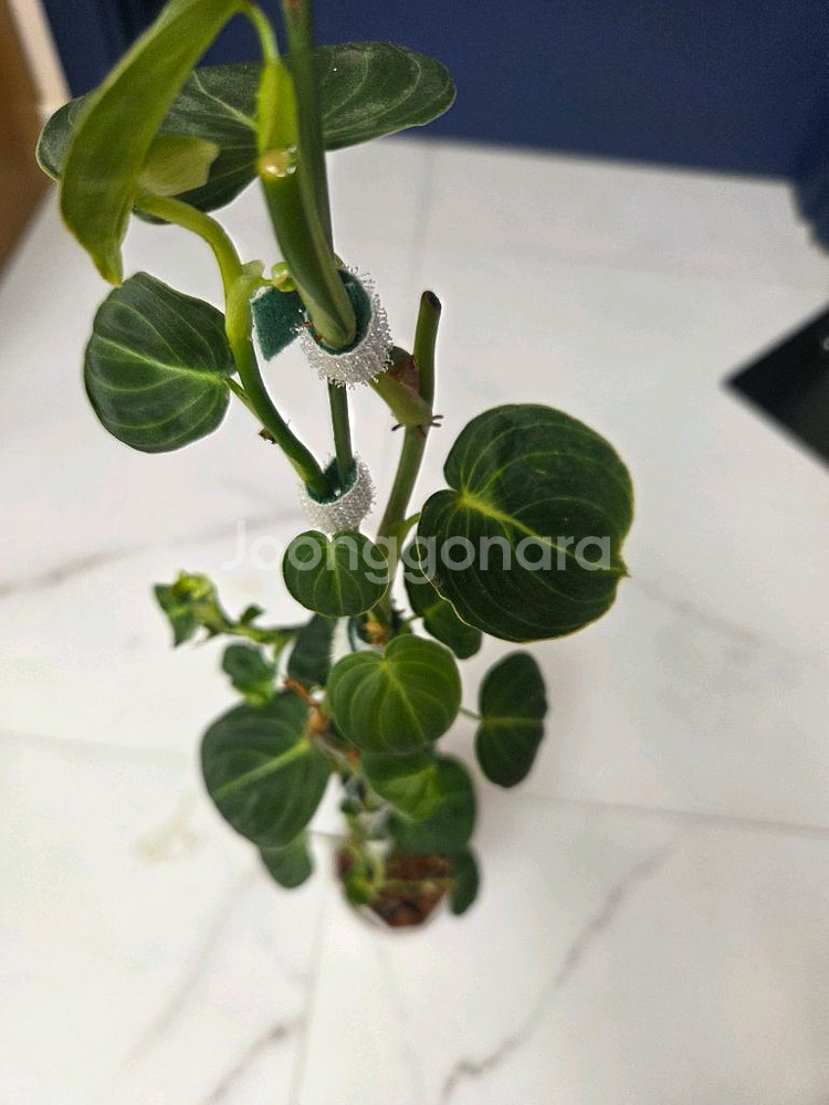 필로덴드론 브렌티아넘--5