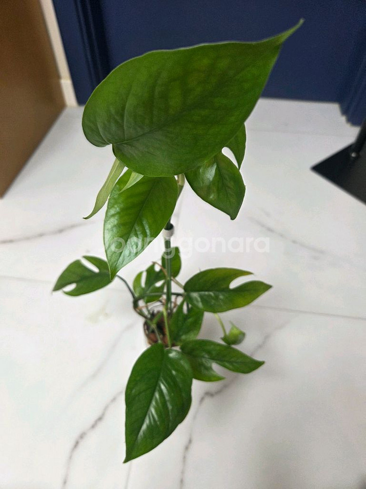 몬스테라 카스테니안--0