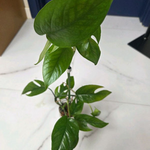 몬스테라 카스테니안