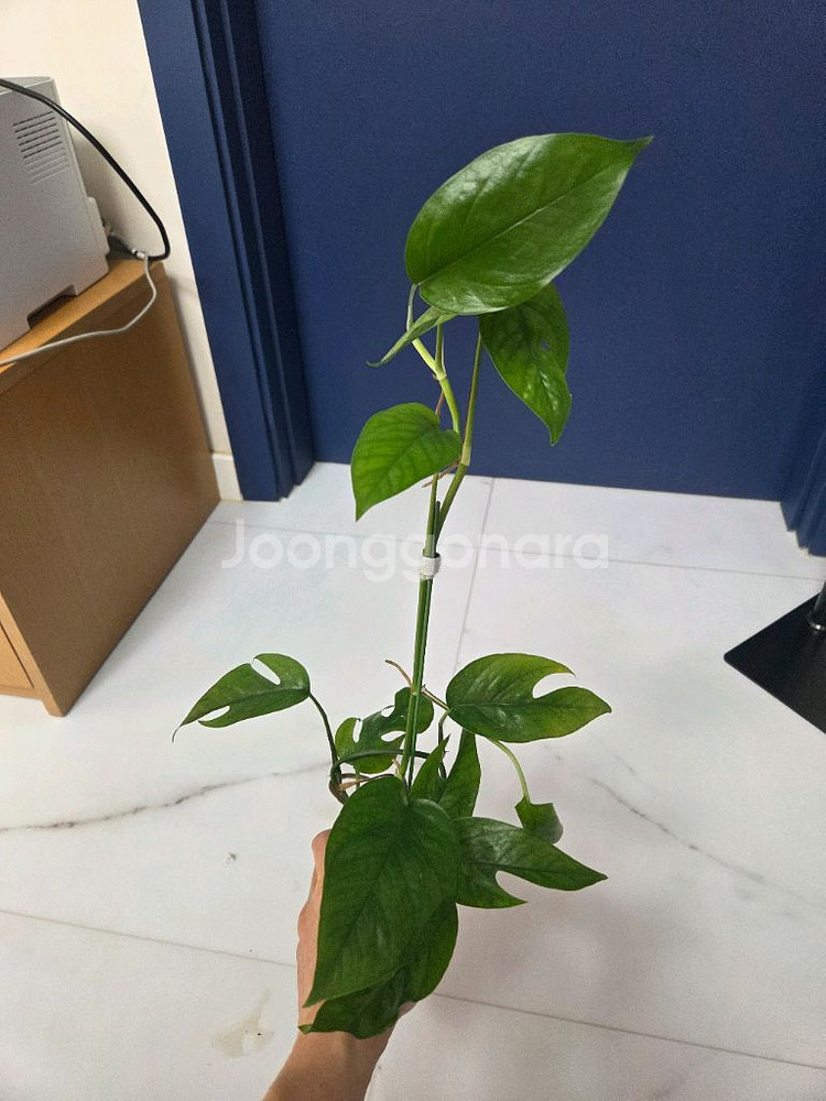 몬스테라 카스테니안--1