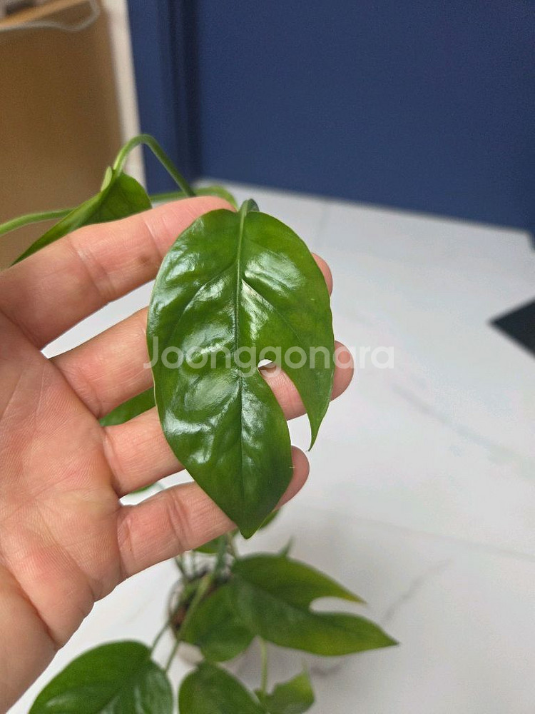 몬스테라 카스테니안--2