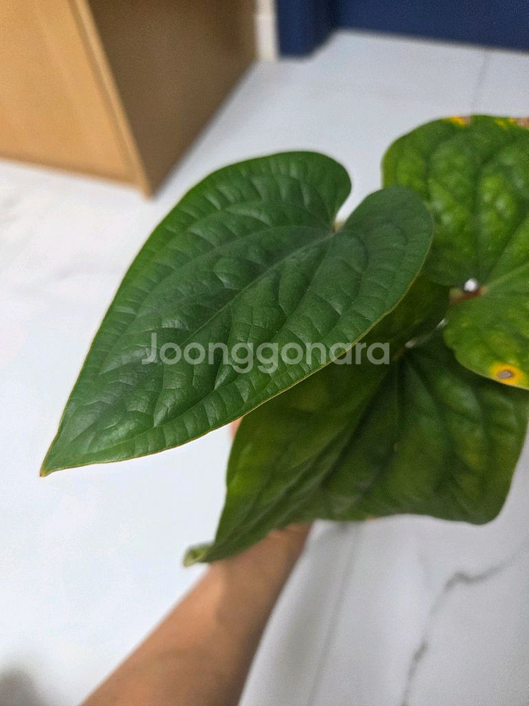 안스리움 럭셔리라디칸스--1