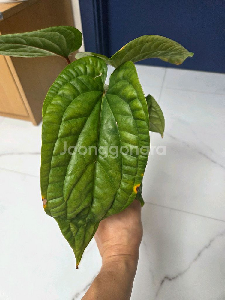 안스리움 럭셔리라디칸스--2