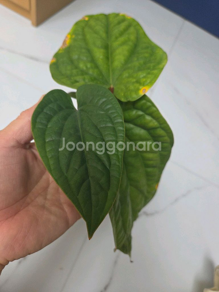 안스리움 럭셔리라디칸스--0