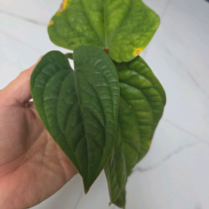 안스리움 럭셔리라디칸스