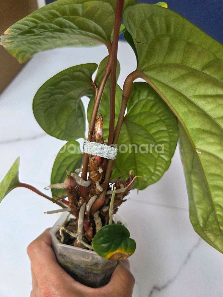 안스리움 럭셔리라디칸스--3