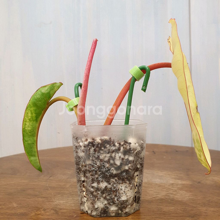 #조배X #앙증맞은 ~ 빌리에티에 바리에가타--3