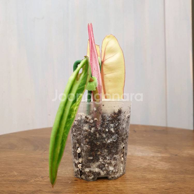 #조배X #앙증맞은 ~ 빌리에티에 바리에가타--2