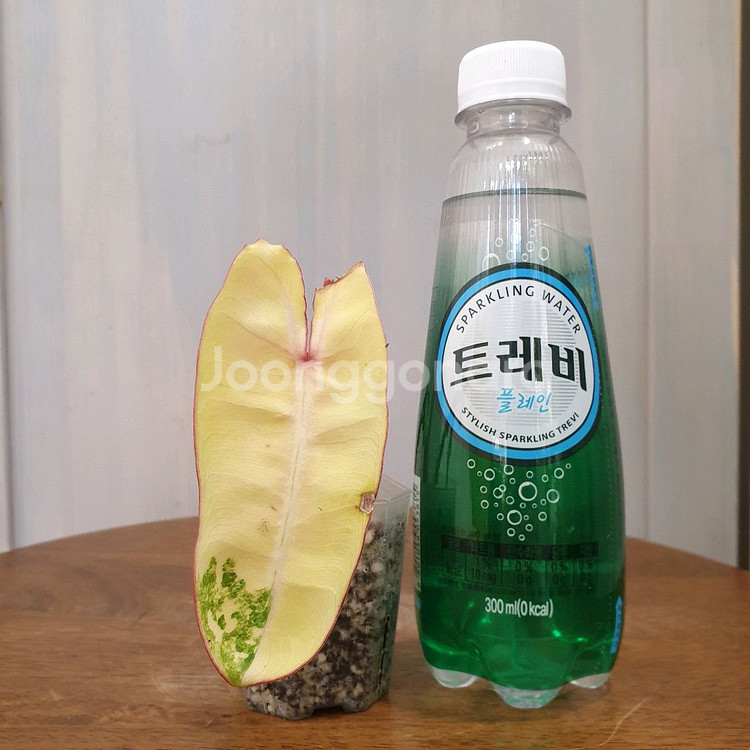 #조배X #앙증맞은 ~ 빌리에티에 바리에가타--1