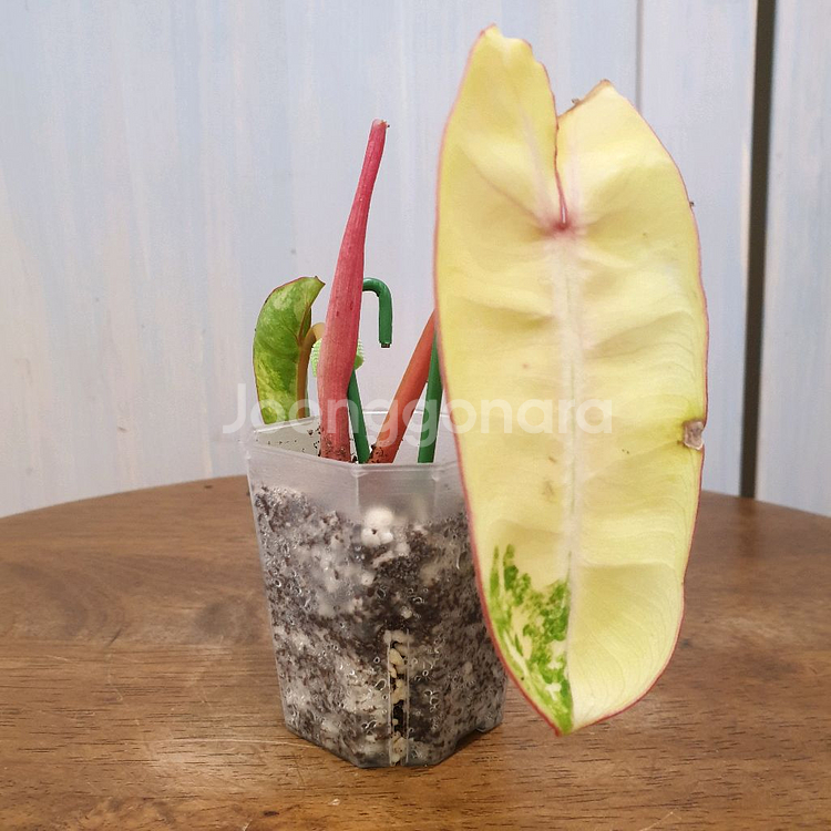 #조배X #앙증맞은 ~ 빌리에티에 바리에가타--0