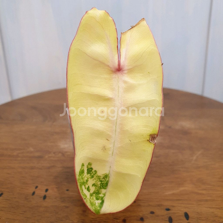 #조배X #앙증맞은 ~ 빌리에티에 바리에가타--5