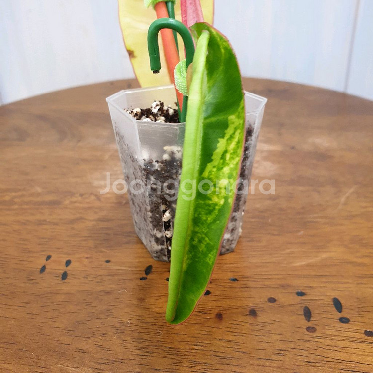 #조배X #앙증맞은 ~ 빌리에티에 바리에가타--6