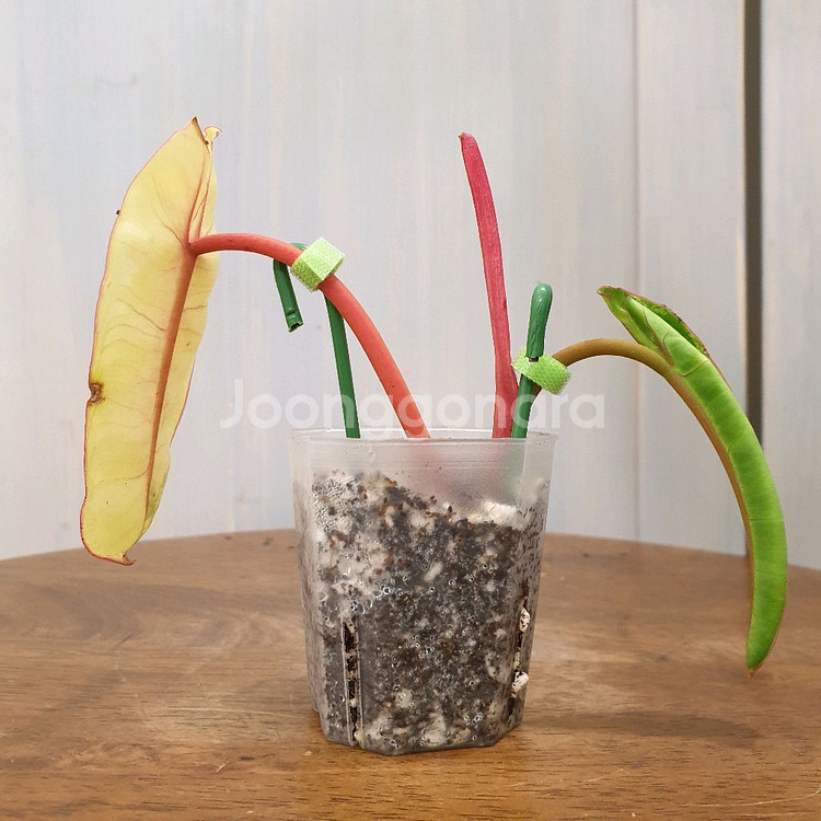 #조배X #앙증맞은 ~ 빌리에티에 바리에가타--4