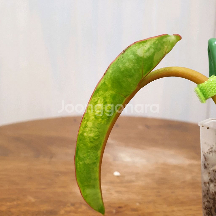 #조배X #앙증맞은 ~ 빌리에티에 바리에가타--7