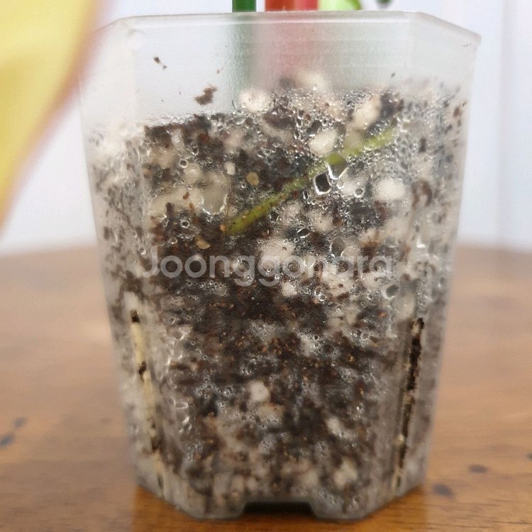 #조배X #앙증맞은 ~ 빌리에티에 바리에가타--9