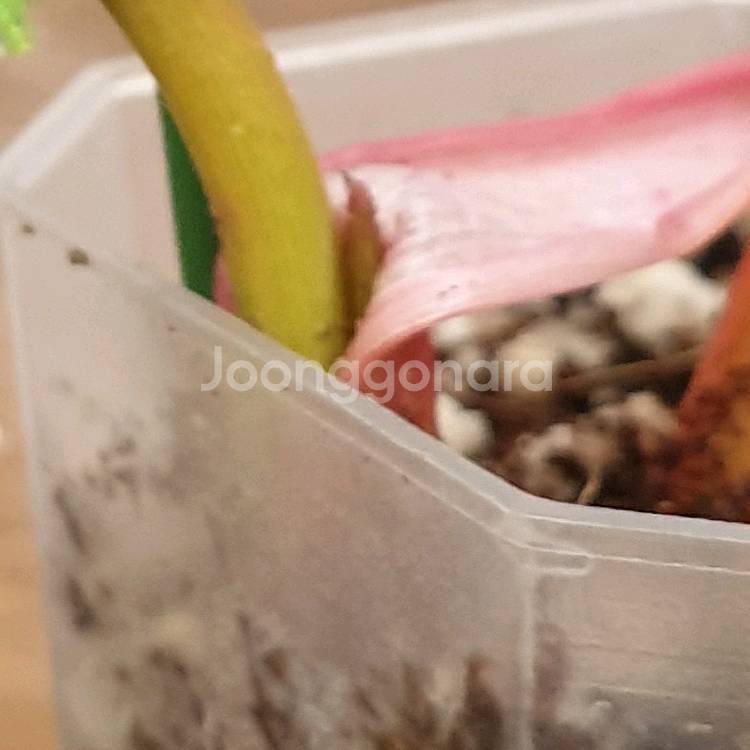 #조배X #앙증맞은 ~ 빌리에티에 바리에가타--8