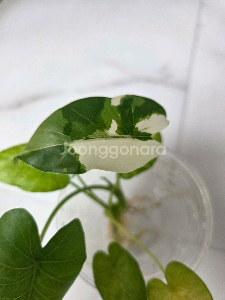 물꽂이 수경) 알로카시아 오키나와실버, 옐로오도라--0