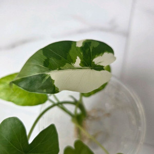 물꽂이 수경) 알로카시아 오키나와실버, 옐로오도라