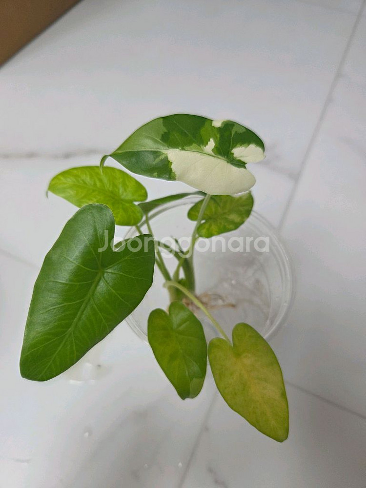 물꽂이 수경) 알로카시아 오키나와실버, 옐로오도라--3