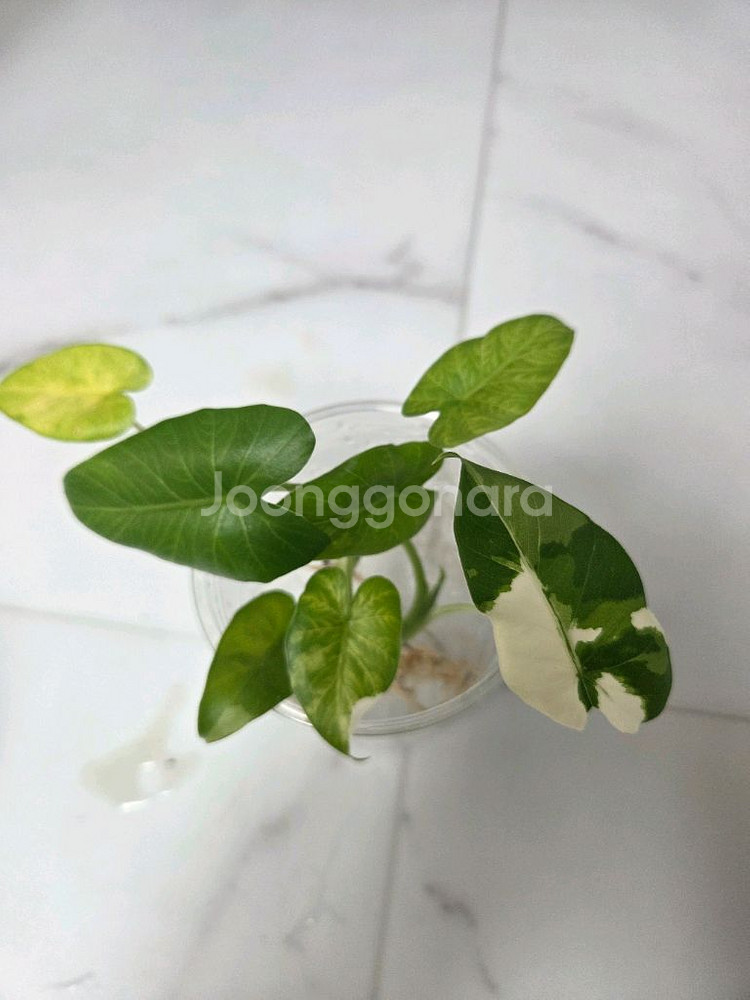 물꽂이 수경) 알로카시아 오키나와실버, 옐로오도라--1