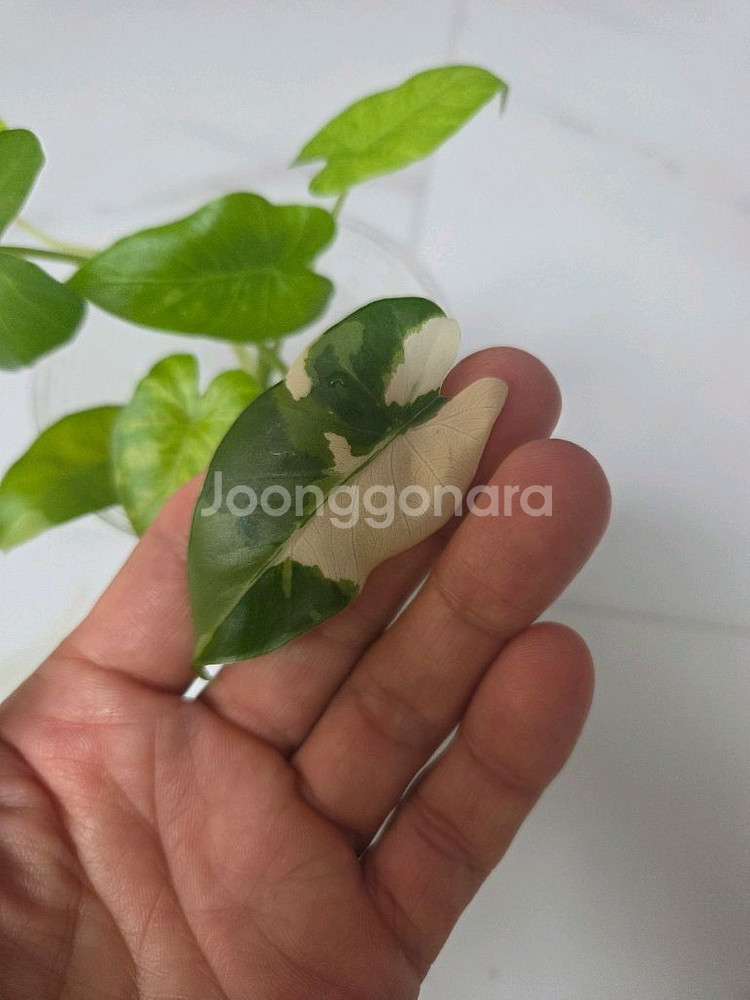 물꽂이 수경) 알로카시아 오키나와실버, 옐로오도라--2