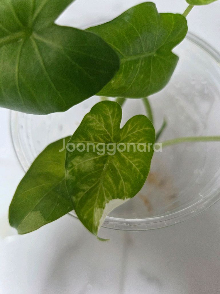 물꽂이 수경) 알로카시아 오키나와실버, 옐로오도라--4