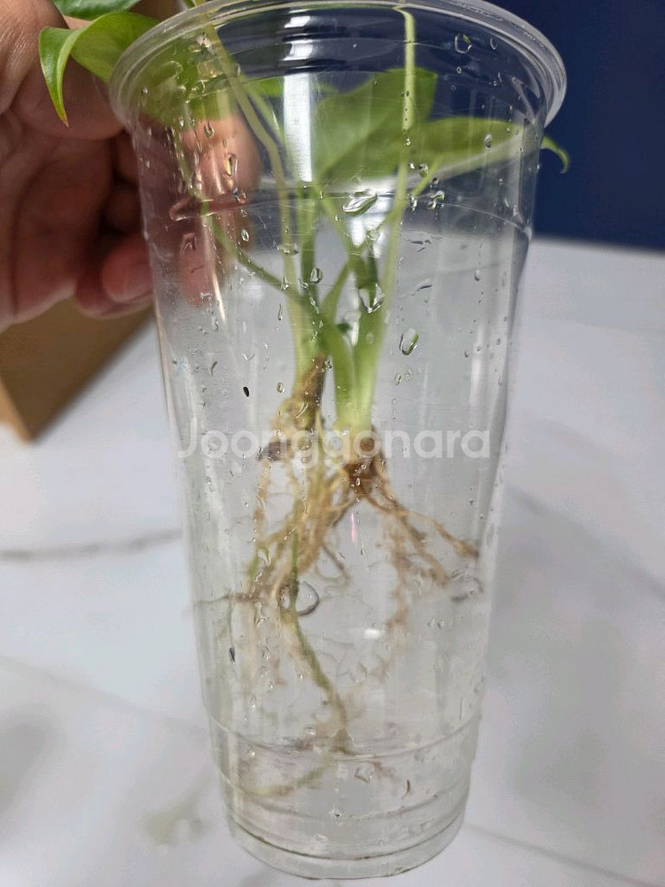 물꽂이 수경) 알로카시아 오키나와실버, 옐로오도라--6