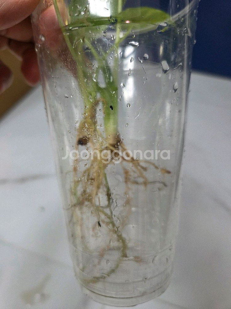 물꽂이 수경) 알로카시아 오키나와실버, 옐로오도라--5