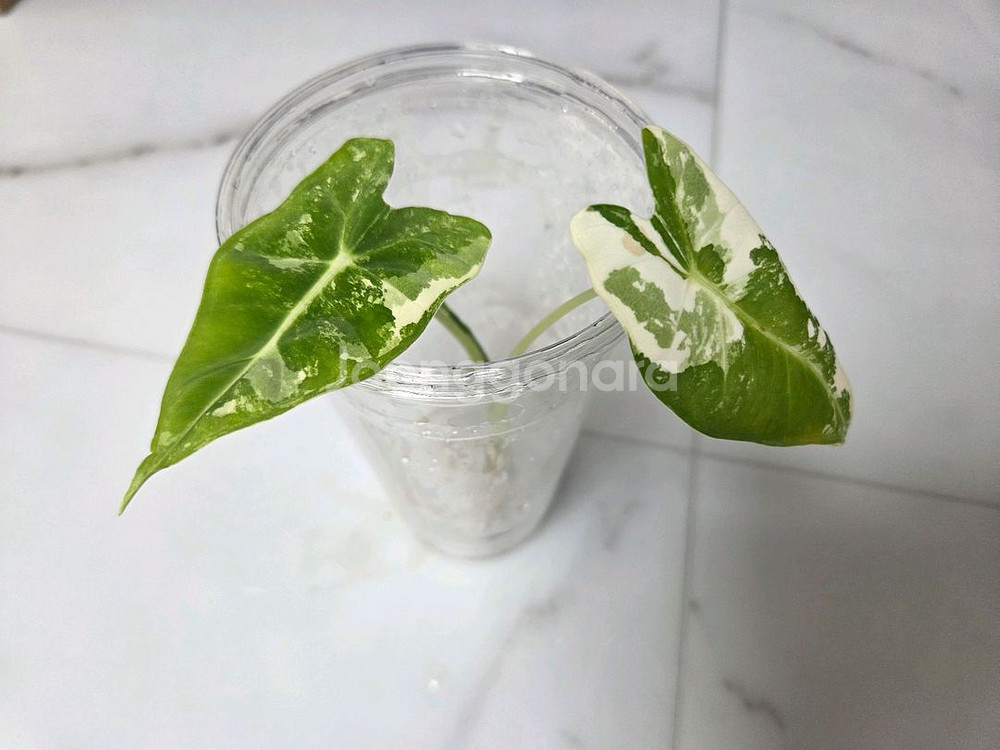 물꽂이 수경)무늬 좋은 알로카시아 무늬프라이덱(무프덱)--0